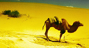 camel in Ashes of Time