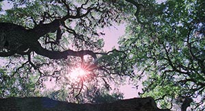 The Tree of Life. Cinematography by Emmanuel Lubezki (2011)